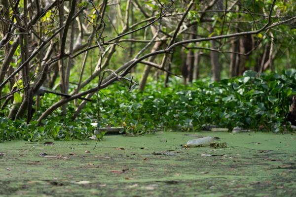 Lixos encontrados em igarapés.