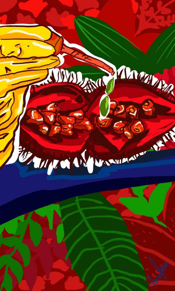 Ilustrações de itens da Amazônia.