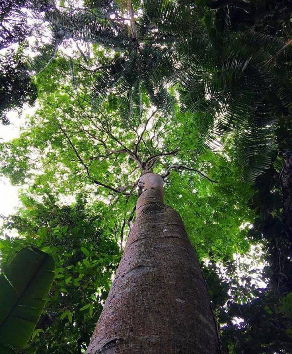Imagem de copa de árvore.