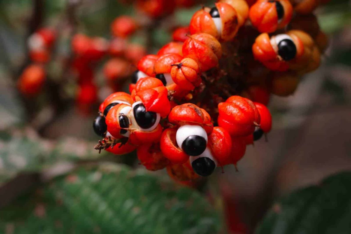 Guaraná da Amazônia.