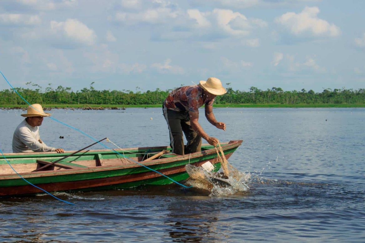 Homens realizando o manejo de pirarucu.