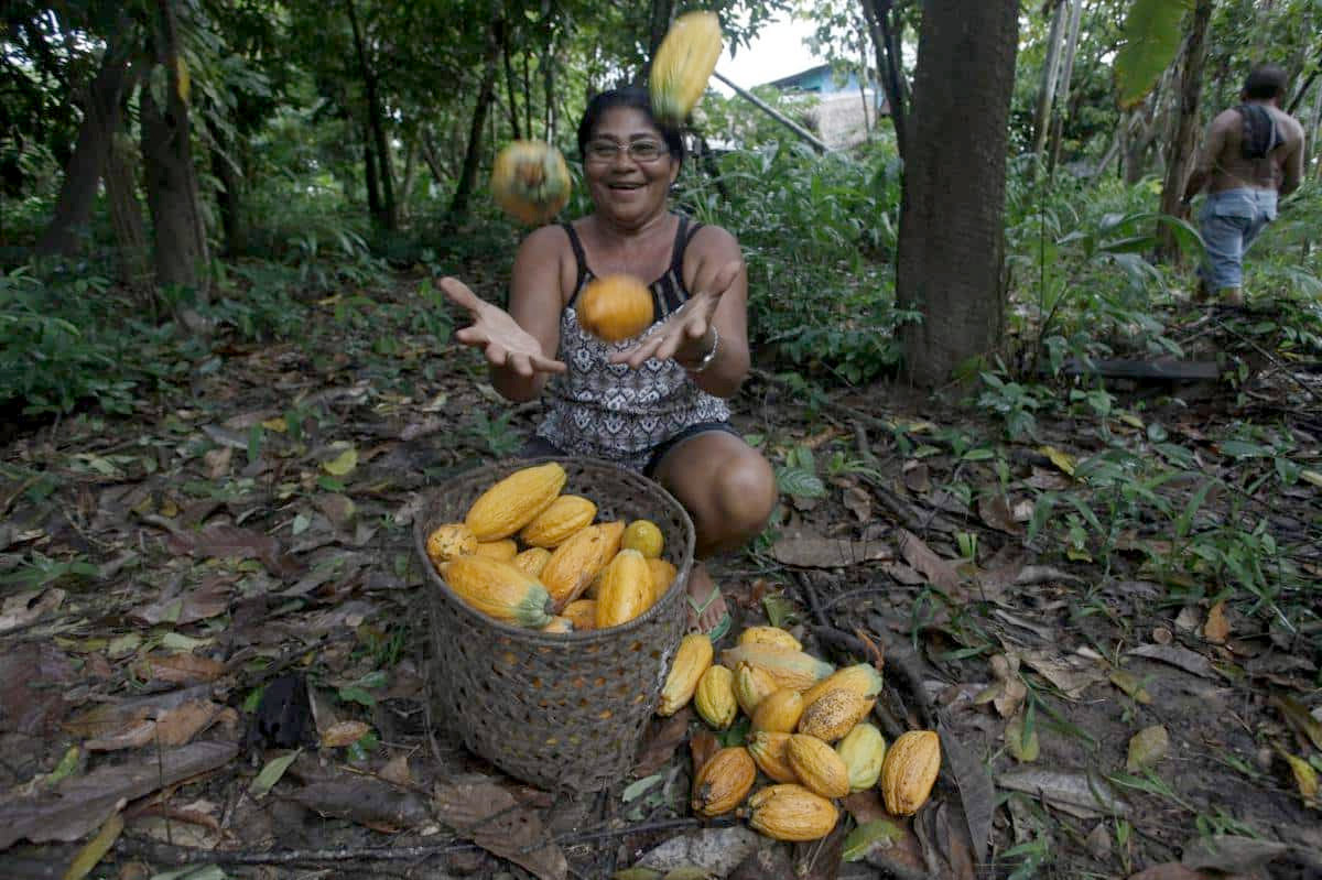 Mulher jogando cacau para o alto no meio da floresta amazônica.