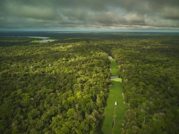 Foto panorâmica da floresta amazônica.