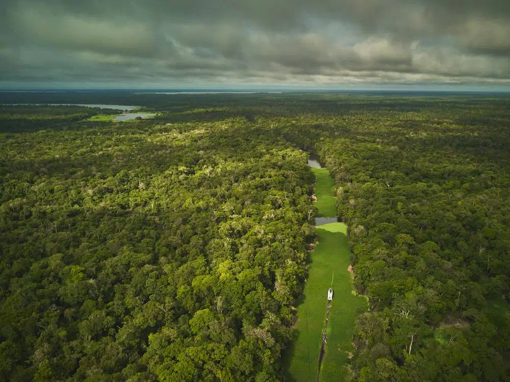 Foto panorâmica da floresta amazônica.