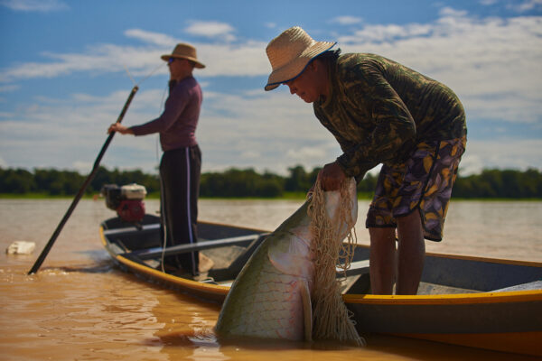 Homem pescando pirarucu durante período de manejo no interior do Amazonas.