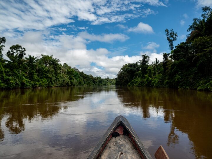 Proteção de árvores gigantes da Amazônia é tema de websérie; assista